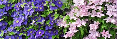 We did not find results for: Waldreben Clematis Zrodlo Dobrych Pnaczy