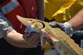 For other sturgeon rivers in michigan, see sturgeon river (michigan). Boosting Native Fish In St Clair River Michigan Sea Grant