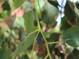 Image result for Eucalyptus sp.