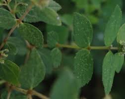 Image result for Euphorbia ophthalmica