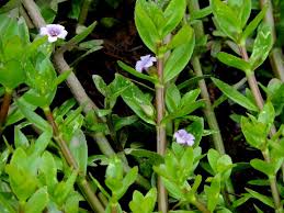 Image result for Bacopa crenata