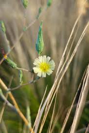 Image result for Lactuca glandulifera