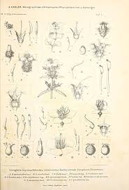 Image result for Dichaetanthera