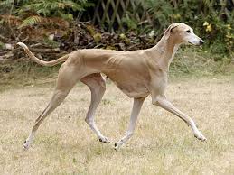 The 10 Most People Pleasing Dog Breeds Expensive Dogs Dog Breeds Dog Breeds Medium