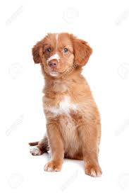 Maybe you would like to learn more about one of these? Nova Scotia Duck Tolling Retriever Welpe Vor Weissem Lizenzfreie Fotos Bilder Und Stock Fotografie Image 13933763