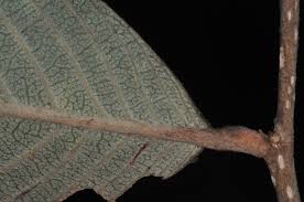 Image result for Parinari excelsa