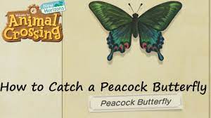 Check spelling or type a new query. Animal Crossing New Horizons How To Catch A Peacock Butterfly Youtube