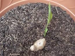 Comment Faire Pousser Du Gingembre En Pot Faire Pousser Du Gingembre Activites De Jardinage Jardinage En Pots