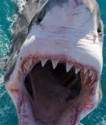 We did not find results for: 10 Scary Ideas Scary Animals Shaved Bear