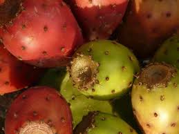 Cactus fruit or prickly pear is very nutritious, it is high in fiber, vitamin c, antioxidants, and other healthy vitamins and minerals. Fantastic Health Benefits Of Opuntia Prickly Pears Nutrition Uses Caution Boldsky Com