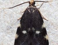 Image result for Telechrysis tripuncta