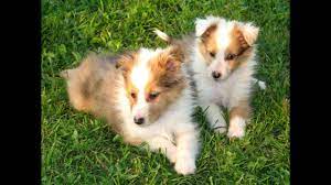Craigslist Flagstaff Arizona Pets Jobs Ecityworks