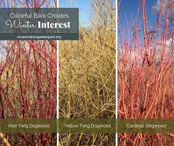 Dogwood shrubs are easy to care for, and they adapt well to pruning. Facebook
