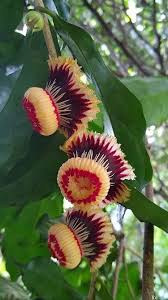 Image result for Napoleonaea gossweileri