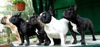 Tipos De Bulldogs Frances Ingles Y Americano Animalesmascotas These dogs were ferocious, courageous and aggressive along with being powerful enough to today, the english bulldog is friendly, gentle and adoring. tipos de bulldogs frances ingles y