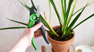 Image result for Sansevieria parva