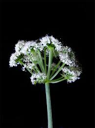 Image result for Berula erecta