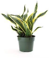 Sansevieria Laurentii Superba Golden Snake Plant Snake Plant Sansevieria Plant Golden Snake