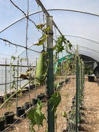 Image result for Luffa