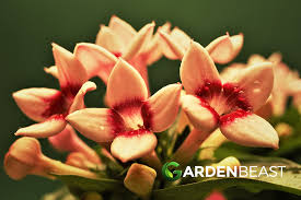 Image result for Bouvardia longiflora