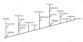 Image result for Eschenbachia gouanii