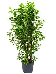 We did not find results for: Ficus Moclame 160 Cm Baumchen Terrapalme Heim Und Gartenshop