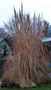 Hardy Pampas Grass I Want You I Have Neighbors I Need To Hide Lol Ornamental Grasses Garden Landscaping