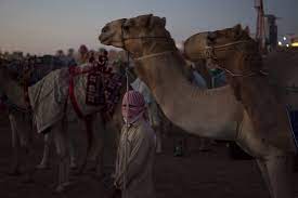 The uniformed cops who patrol the beat and deal with street crimes, and the. Camel Racing Blends Centuries Old Traditions And Modern Technology The New York Times