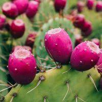 A genus in the cactus family, cactaceae. Arizona Cactus Ranch 100 Pure Prickly Pear Concentrate