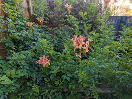 Image result for Tecomaria capensis