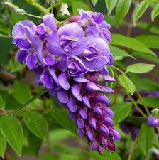 American Wisteria Purple Flowers Wisteria Amethyst Falls Wisteria Plant