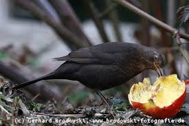 Im wildvogel forum forum im bereich vogel forum; Amsel Steckbrief Lebensraum Brutverhalten Bilder Referat