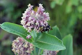 The latter one is sold in nurseries and garden centers and does not spread and is not invasive. U S Fish And Wildlife Service Open Spaces Blog