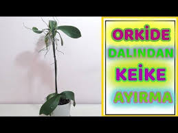 hizli keiki olusturma orkide cogaltma keiki nasil ayrilir keiki gelisimi how to remove keiki youtube orkideler saksi bahceciligi cicek