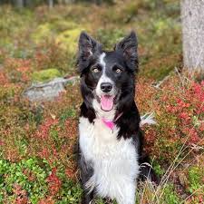 Keeping your pup's food fresh is just as important as nourishing him. Top 21 Smartest Dog Breeds Iheartdogs Com