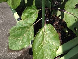 家庭菜園はじめました Blog Archive ナスの葉についた害虫まとめ 2014年夏