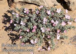 Image result for Monsonia glauca