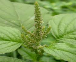 Image result for Amaranthaceae