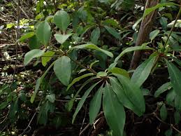 Image result for Euphorbia transvaalensis