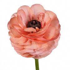 Peonies Pronunciation Peonies Ranunculus Peach Flowers Coral Peonies