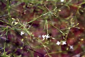 Image result for Amphiasma