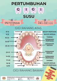 Latest videos most viewed videos longest videos random videos. Bahagian Pembangunan Kesihatan Keluarga On Twitter Siri 2 Penjagaan Kesihatan Pergigian Kanak Kanak Selamat Pagi Tahukah Anda Gigi Susu Pertama Mula Tumbuh Pada Usia Bayi 6 Hingga 8 Bulan Dan Set Gigi Susu