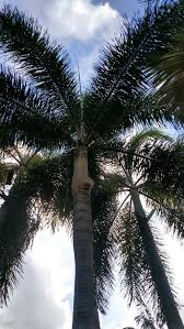 Image result for Wodyetia bifurcata