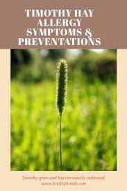 Timothy Hay Allergy Symptoms Preventations Allergies Allergy Symptoms Grass Allergy