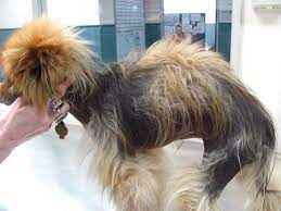Alopecia x is a term given by many veterinary dermatology professionals to describe a hair cycle abnormality which is known to affect predominantly nordic breeds, pomeranians. Alopecia X In Dogs Hair Cycle Arrest