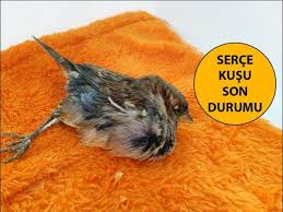 Serce Kusunun Son Durumu Youtube