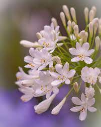 Agapanthus By Yuuji Nagaoka On 500px Agapanthus Beautiful Flowers Rock Garden Landscaping