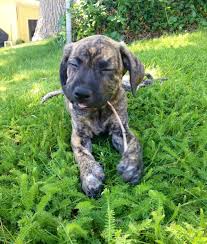 Louisiana Catahoula Leopard Dog Info Temperament Puppies Pictures