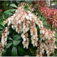 Image result for Pieris japonský debutante obrázek