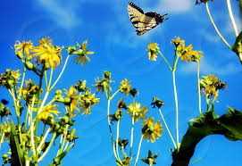 Some irish lore says that yellow butterflies are indicators of departed souls who are resting peacefully in the after life. A Yellow Butterfly Flying Into A Garden Of Yellow Flowers On A Clear Blue Skied Day By Jeri Kelley Photo Stock Snapwire